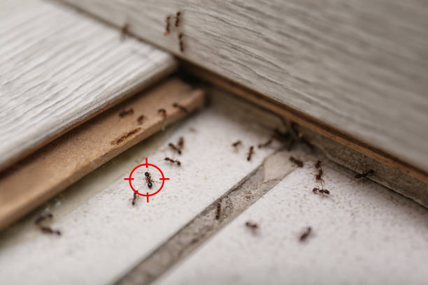 Best Mosquito Control Services  in Foley, AL