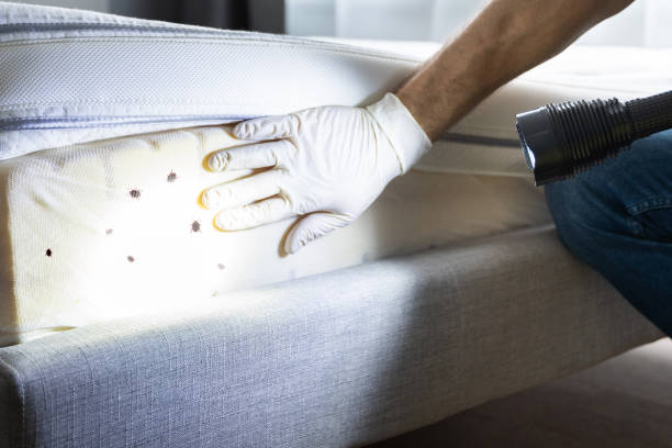 Reliable Foley, AL Pest Control Solutions